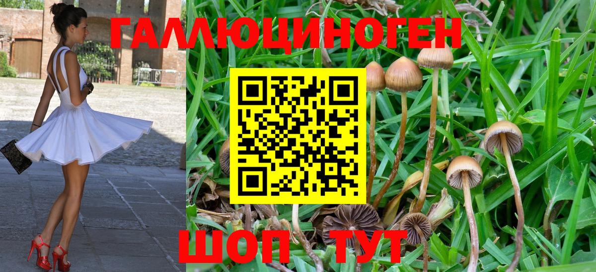 Галлюциногенные грибы Psilocybine cubensis Кувандык
